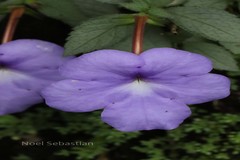 Achimenes longiflora
